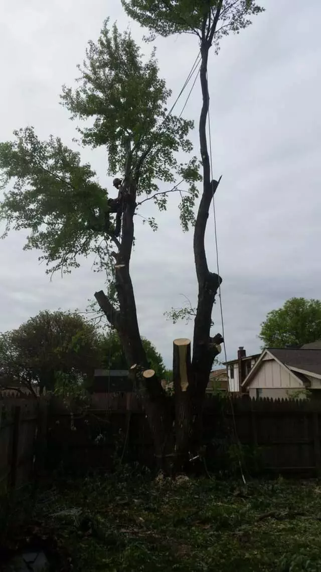 Atkins Tree Care