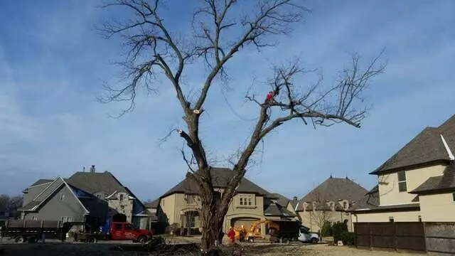 Atkins Tree Care