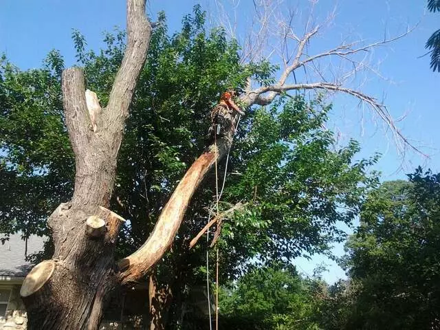 Atkins Tree Care