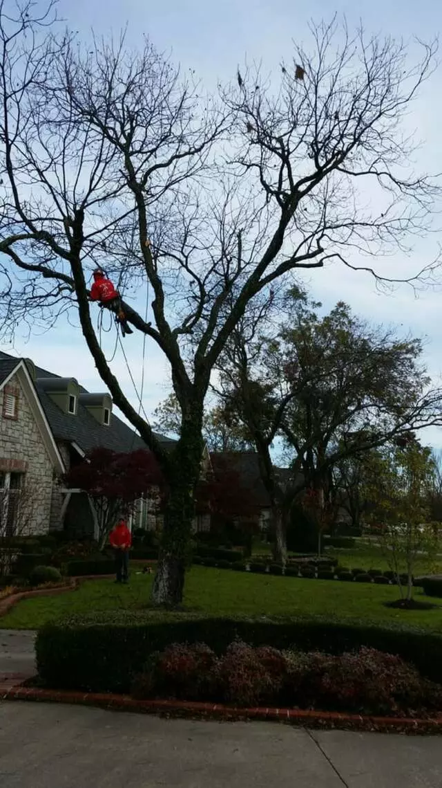 Atkins Tree Care