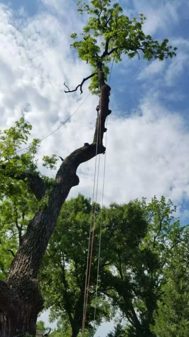 Atkins Tree Care