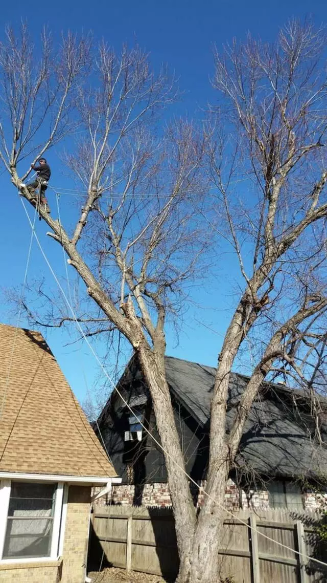 Atkins Tree Care