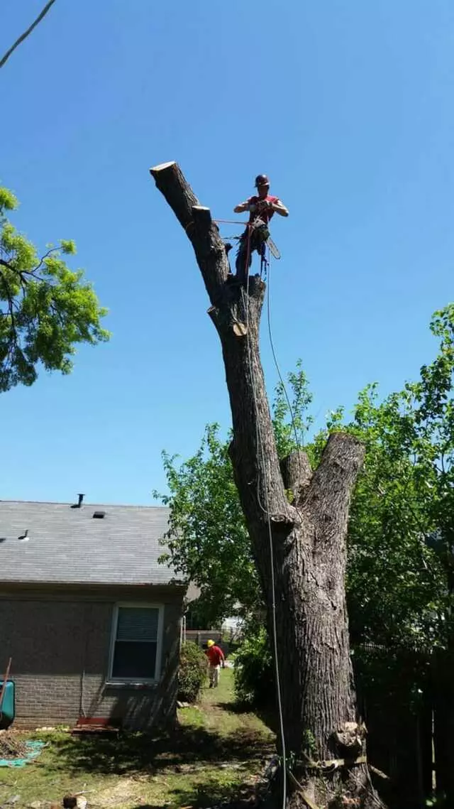 Atkins Tree Care