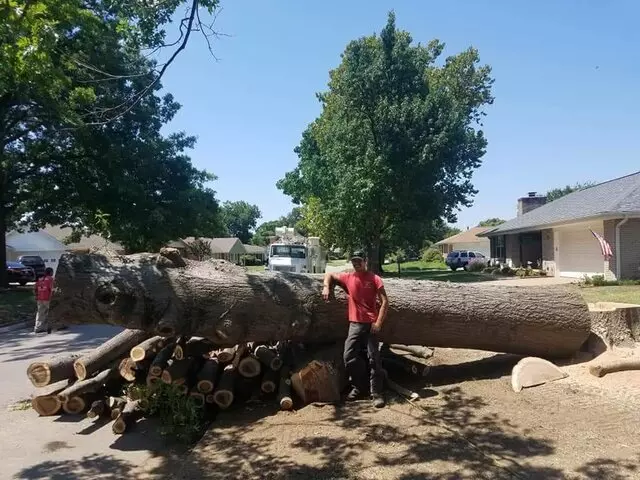 Atkins Tree Care