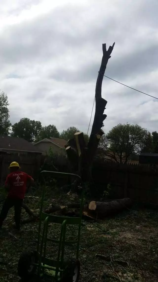 Atkins Tree Care
