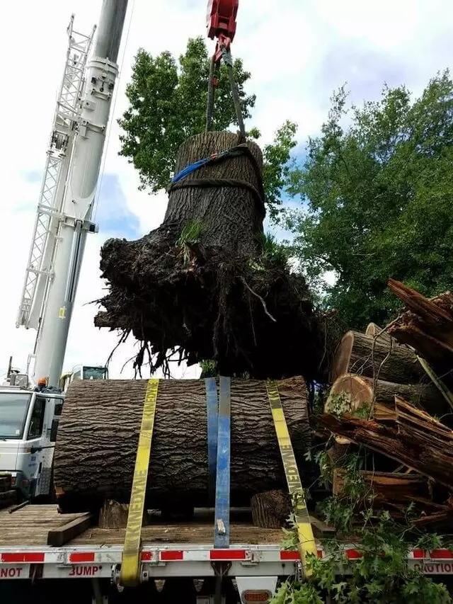 Atkins Tree Care
