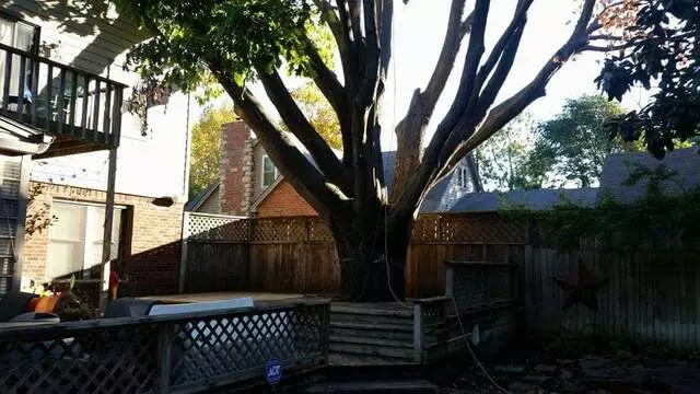 Atkins Tree Care
