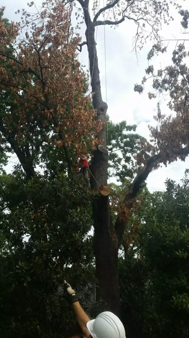 Atkins Tree Care