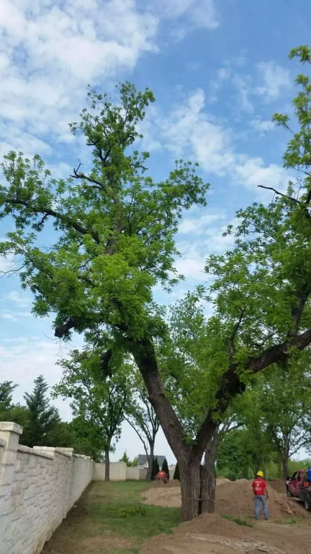 Atkins Tree Care