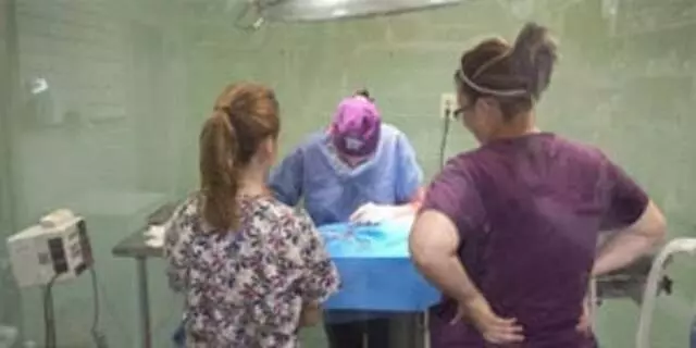 Alta-Vista Animal Hospital